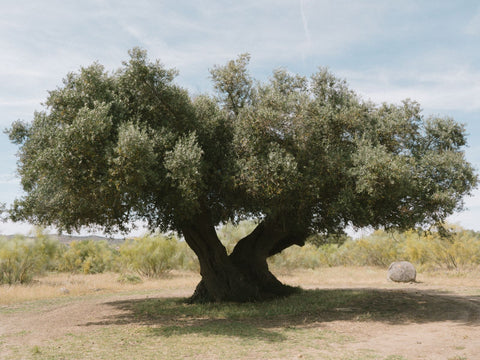 Barrocal Milenar Olive Oil / <i>Azeite Milenar Barrocal</i>
