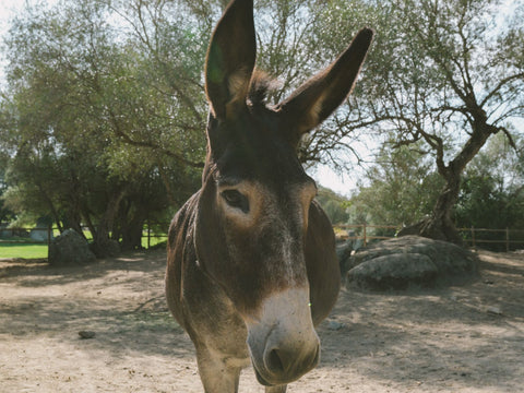 Barrocal Cap / <i>Boné Barrocal</i>